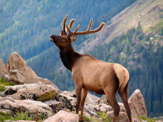 USA Wyoming Rocky Mountains Hirsch