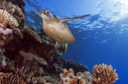 Ab ins Taucherparadies: 9 Tage Bonaire im TOP 3.5* Apartment inkl. Flug & Transfer für n...