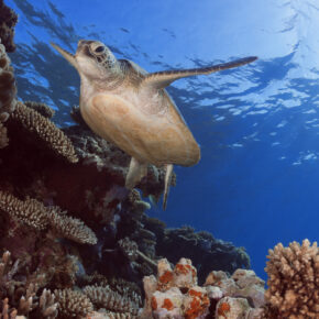 Karibik Bonaire Schildkröte