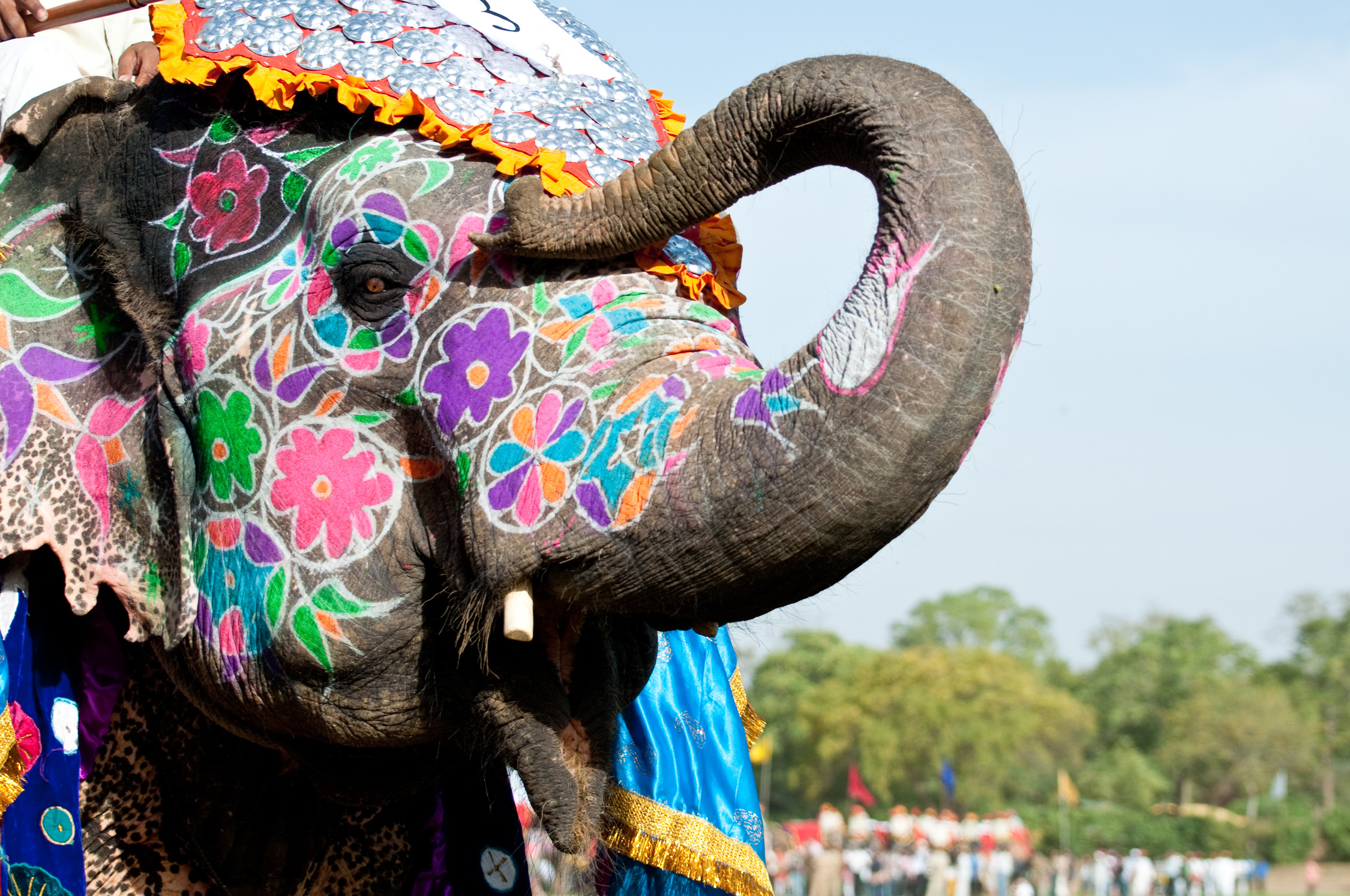 Indien Elefant - Urlaubsschnäppchen und tolle Reise Angebote