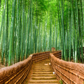 Auf Entdeckungstour durch den Bamboo Forest