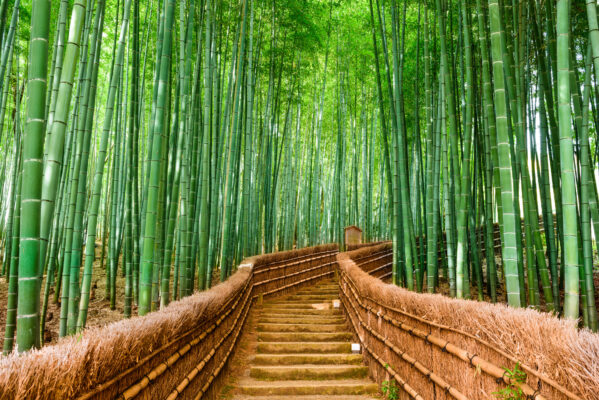 Japan Bambuswald