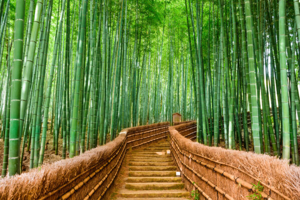 Bamboo Forest