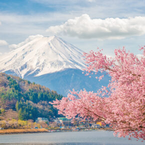 Japan Mount Fuji Baum
