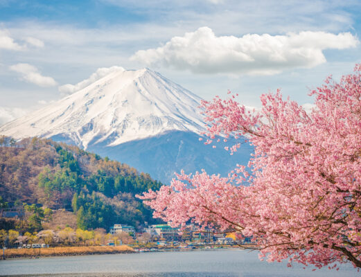 Pink Carpet in Japan