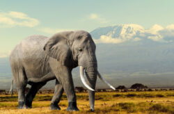 Safarischnäppchen: 16 Tage Kenia-Rundreise mit 4* Lodge, All Inclusive, Flug, Safaris, Badeau...