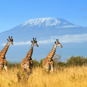 Giraffen zum Frühstück: Das Giraffe Manor Hotel in Kenia