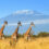 Kenia-Schnäppchen: 16 Tage inkl. 4* Hotel & Direktflug ab NUR 866€