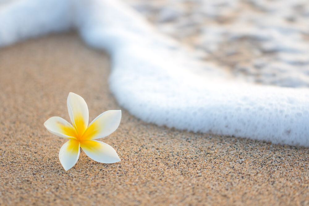 Hawaii Blume Strand Meer