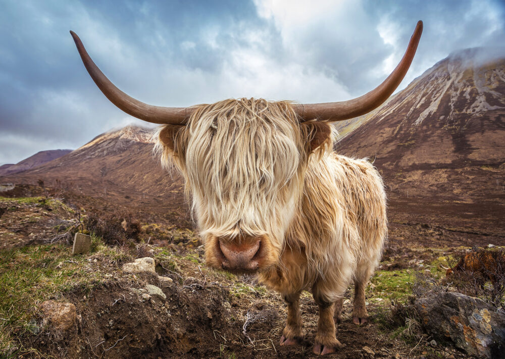 Schottland Büffel