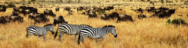 Kenia Zebras Panorama