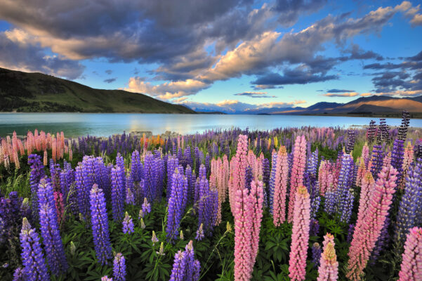 Beste Reisezeit für Neuseeland