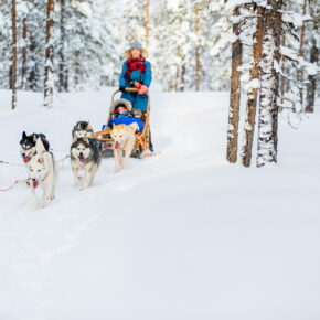 Huskysafari in Skandinavien: Tipps & Infos für eine Hundeschlittentour