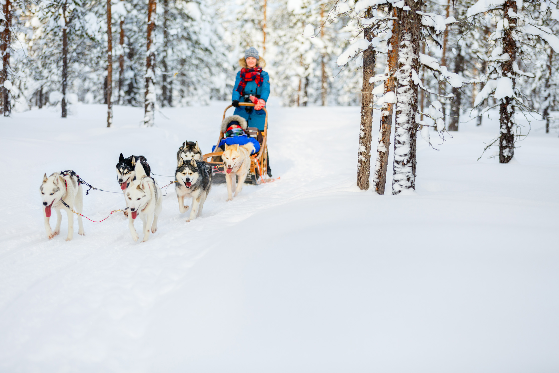 Huskysafari in Skandinavien: Hundeschlittentour Infos & Tipps