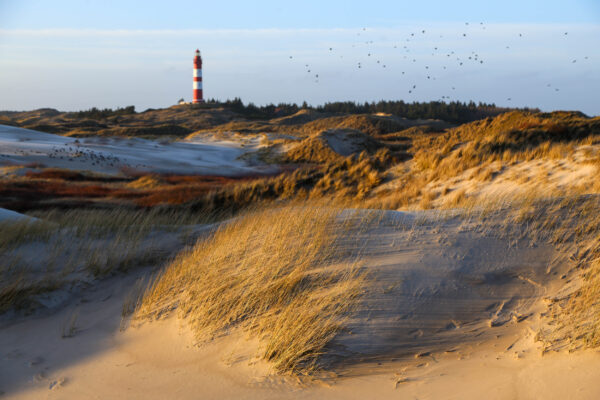 Deutschland Amrum Leuchtturm