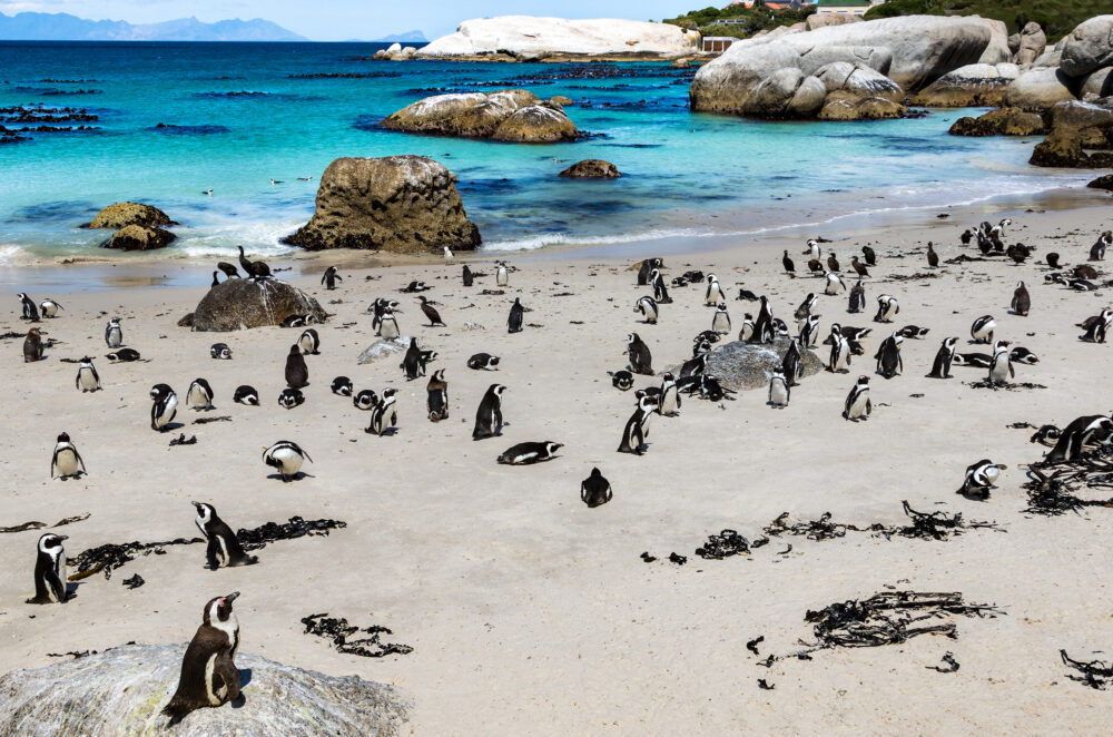 Afrika Kapstadt Pinguine