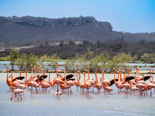 Curacao Flamingos