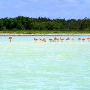 Mexiko: 14 Tage auf der Trauminsel Holbox mit guter Unterkunft & Flug nur 533€ Mexiko: 14 Tage auf der Trauminsel Holbox mit guter Unterkunft & Flug nur 533€