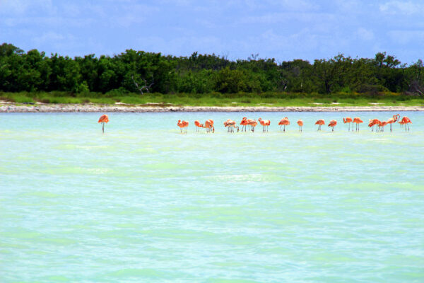 Mexiko Holbox Flamingos Wasser