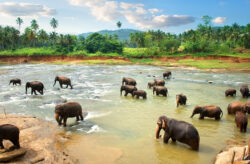 Sri Lanka: 20 Tage mit TOP Unterkunft in Strandnähe & Flug nur 628€