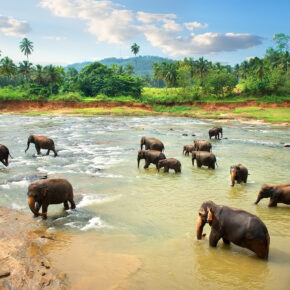 Sri Lanka: 20 Tage mit TOP Unterkunft in Strandnähe & Flug nur 628€
