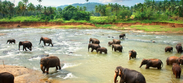 Sri Lanka: 20 Tage mit TOP Unterkunft in Strandnähe & Flug nur 628€