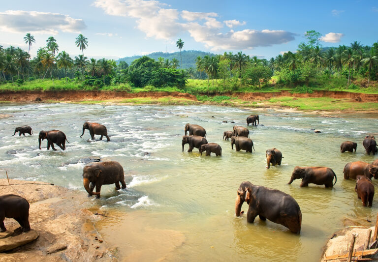Sri Lanka Elefanten