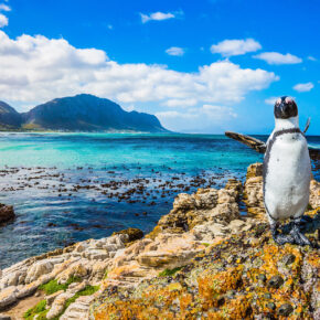 Südafrika Reise: 10 Tage zu den Pinguinen in Kapstadt mit TOP 4* Hotel, Frühstück, Flug & Transfer nur 1438€