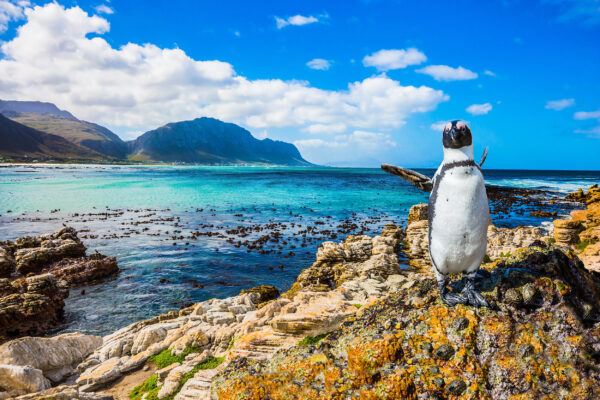 Südafrika Kaptstadt Pinguin