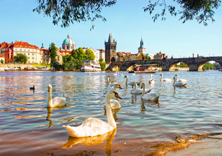 Tschechien Prag Schwäne