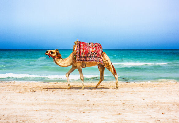 Tunesien Strand Kamel