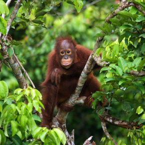 Mit Affen im Dschungel: Hin- und Rückflüge für 20 Tage Borneo nur 473€