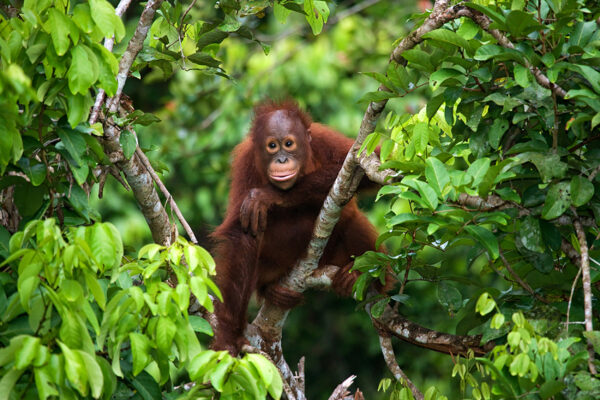 Borneo Orang Utan