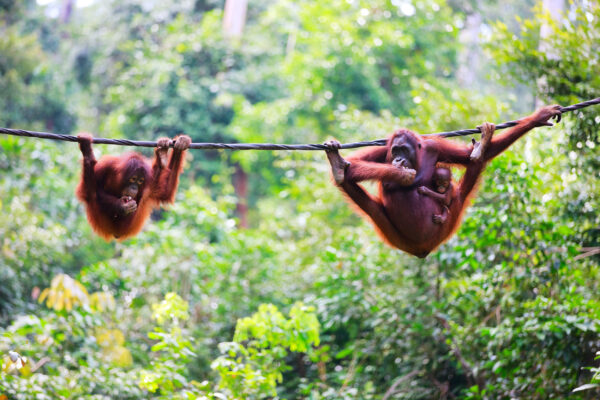 Malaysia Borneo Affen