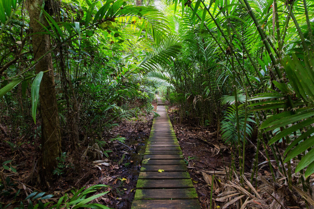 Malaysia Borneo Dschungel