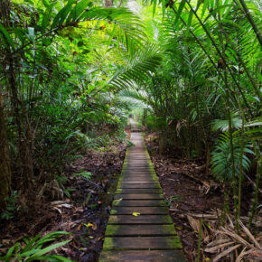 Malaysia Borneo Dschungel
