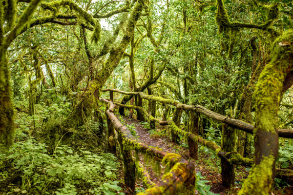 Spanien Kanaren La Gomera Garajonay Nationalpark