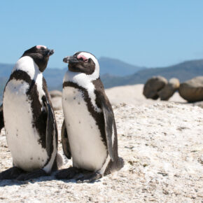 Chillen mit Pinguinen: 7 Tage im guten 3* Hotel in Kapstadt inkl. Flug nur 642€