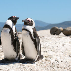 Chillen mit Pinguinen: 7 Tage im guten 3* Hotel in Kapstadt inkl. Flug nur 642€ Chillen mit Pinguinen: 7 Tage im guten 3* Hotel in Kapstadt inkl. Flug nur 642€
