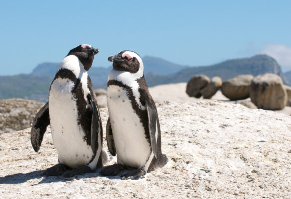 Südafrika Kapstadt Pinguine