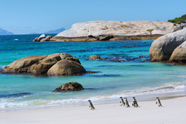 Südafrika Kapstadt Strand Pinguine