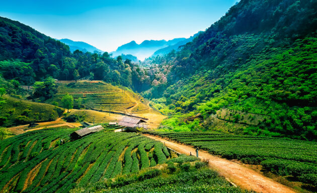 Thailand Chiang Mai Terrassenfelder