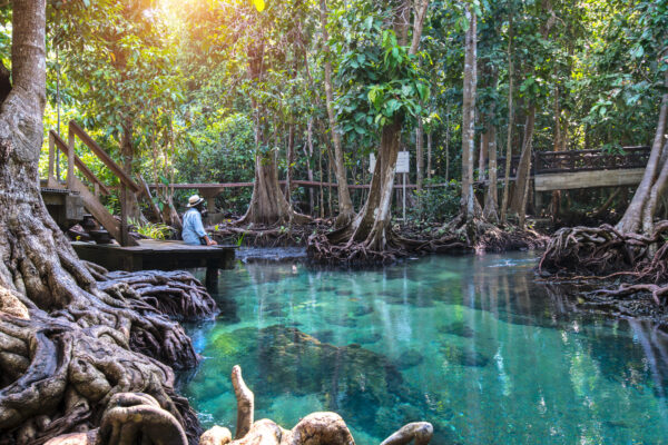 Thailand Krabi Wald