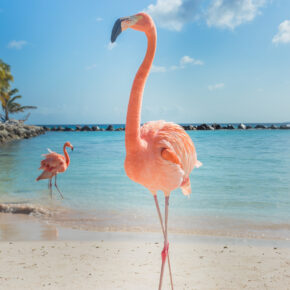 Ab nach Aruba: 9 Tage mit 3* Hotel, Flug & Transfer nur 499€ Ab nach Aruba: 9 Tage mit 3* Hotel, Flug & Transfer nur 499€