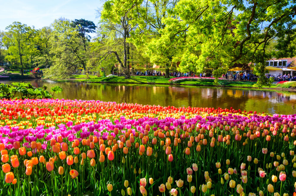 Niederlande Keukenhof Tulpen See