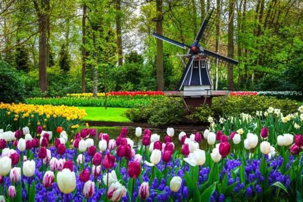 Niederlande Keukenhof Tulpen Windmühle