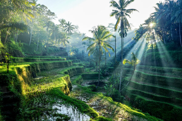 Indonesien Bali Reisterrassen