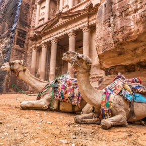 Jordanien Al Khazneh Petra Kamele