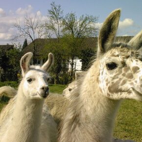 Tierfreunde aufgepasst: 1,5 Stunden Alpaka und Lamawanderung im Spreewald nur 7€