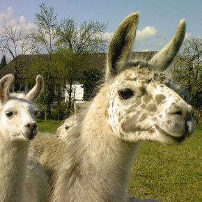 Tierfreunde aufgepasst: 2 Stunden Lama-Tour in der Pfalz inkl. Lamaführerschein nur 9€ Tierfreunde aufgepasst: 2 Stunden Lama-Tour in der Pfalz inkl. Lamaführerschein nur 9€